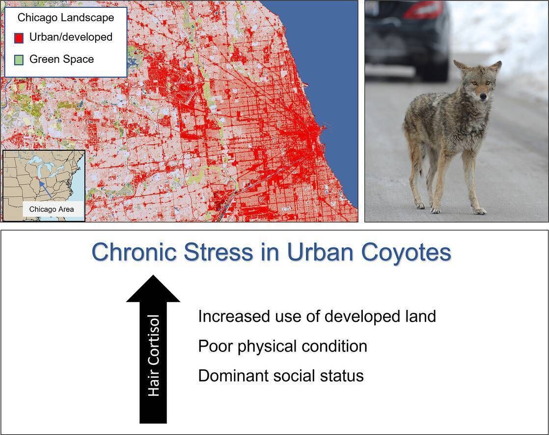 Chronic stress in urban coyotes. Chronic stress in urban coyotes.