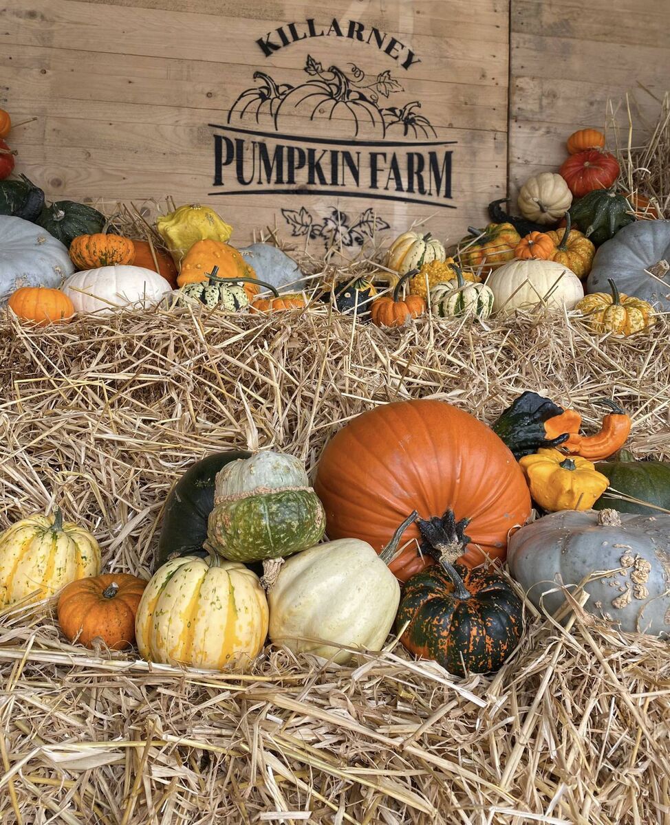 Killarney Pumpkin Farm info@killarneypumpkinfarm.ie