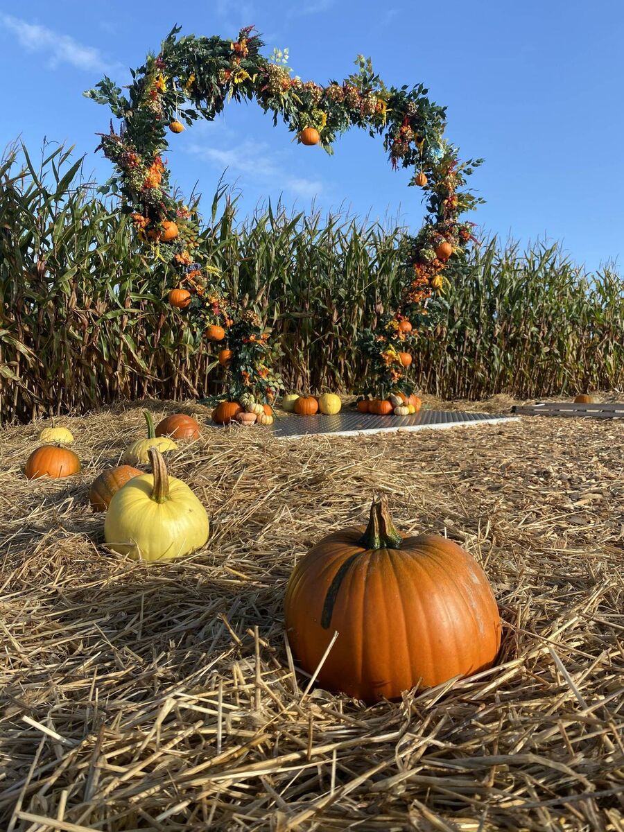 Joes Farm Crisps: Pumpkin Picking