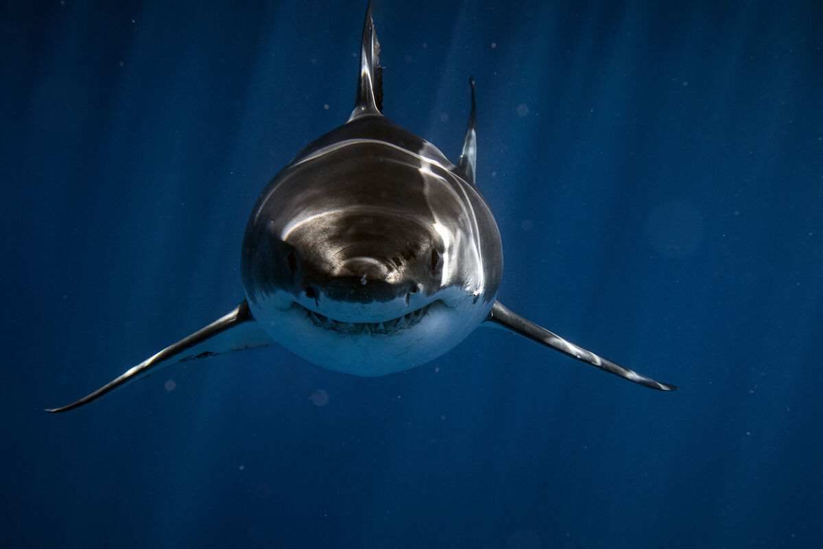 A Great White Shark photographed in South Australia while cage diving.