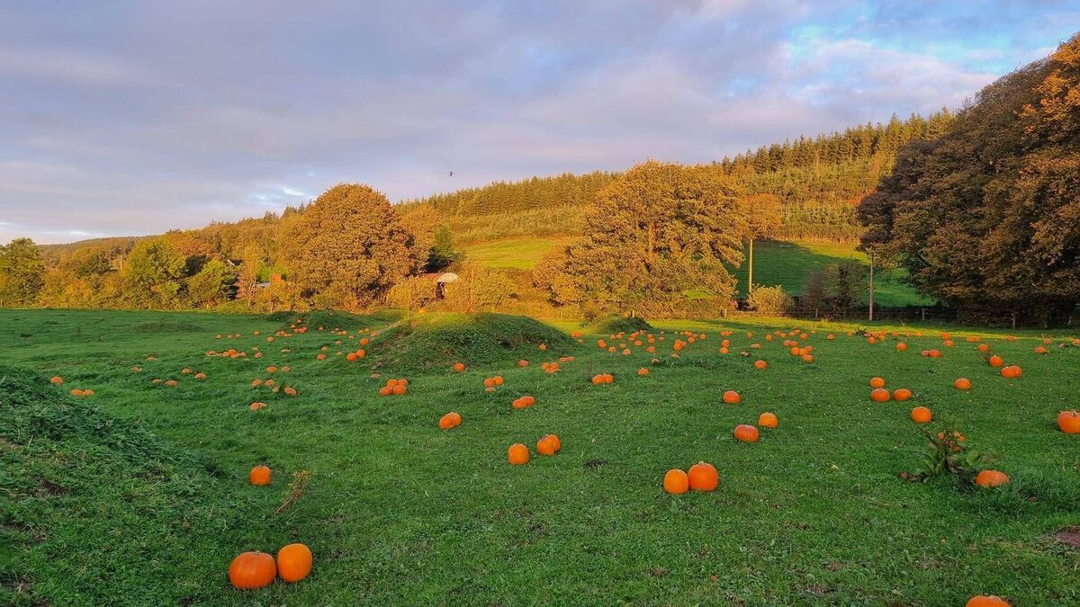 Liskennett Equine Therapy Centre, Granagh, Limerick Halloween Farm 2023