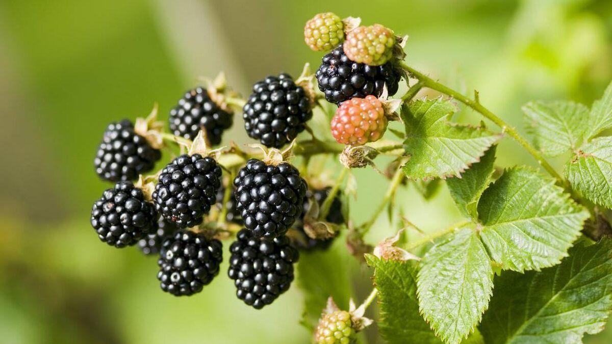 Donal Hickey: The blackberries are only mighty this year — don't delay picking them - Vimarsana News