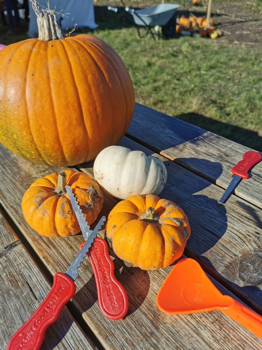 Mollies Family Farm: Halloween Pumpkin Patch