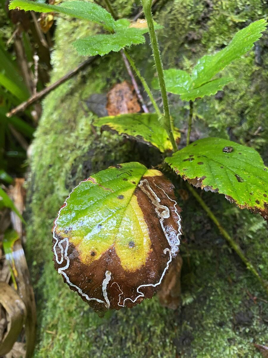 Patterns made in a bramble leaf by a ‘leaf molly’ — the leaf-mining larvae of a micro moth that lives only inside bramble leaves. Picture: Anja Murray