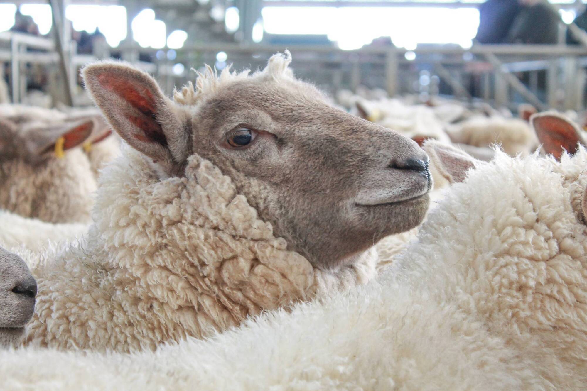 'Balancing act' for lamb suppliers