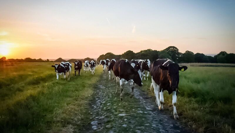 ''A TB test, very well done, is any farmer’s best way of knowing what the infection level is in their particular herd, or in animals they’re buying in.'