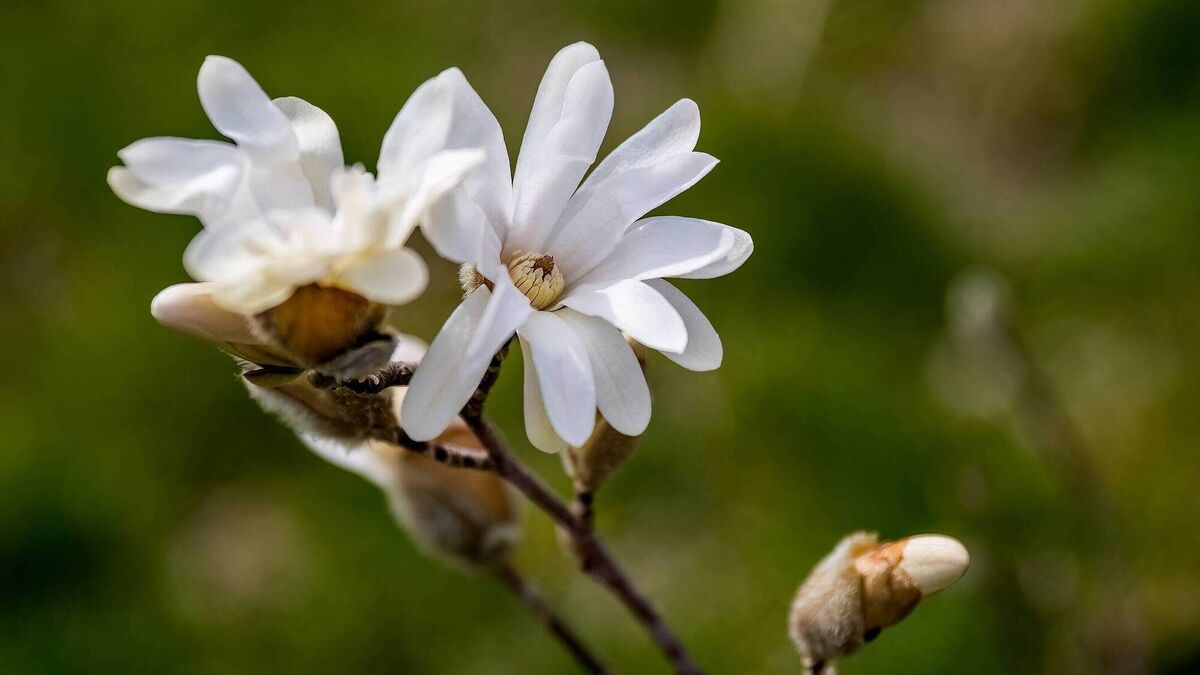 Peter Dowdall: What the September heatwave means for your garden - Vimarsana News