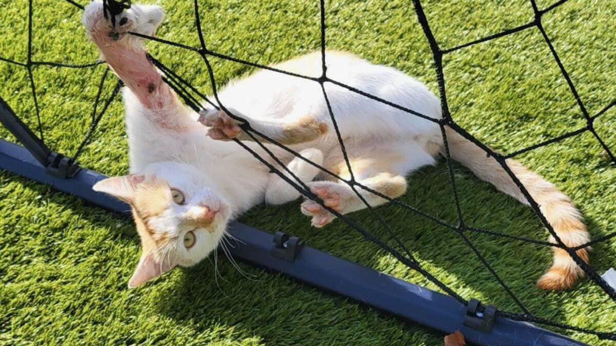 DSPCA appeals to clubs and schools to remove goal nets to protect animals - Vimarsana News