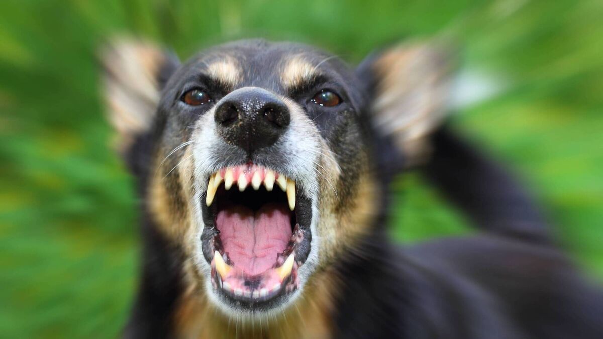 Sarah Harte: Rather than ban certain breeds, can people just control their dogs? - Vimarsana News