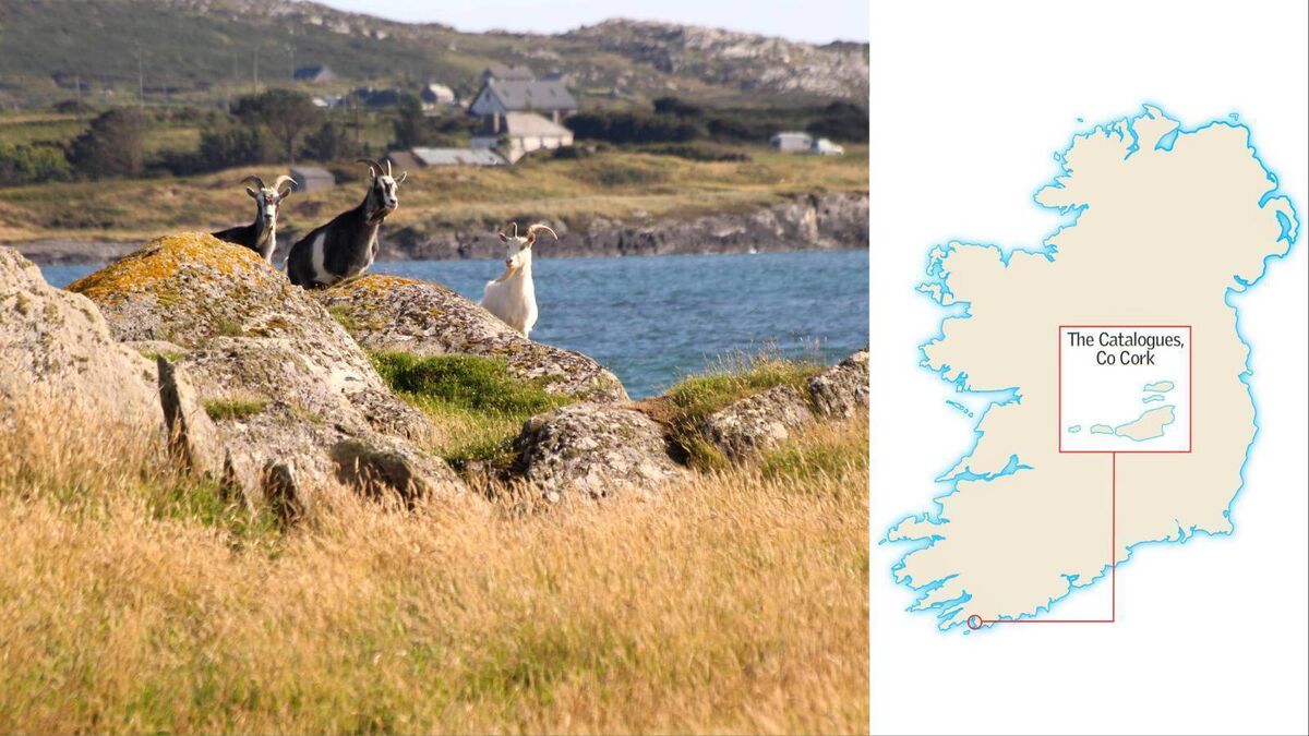 Islands of Ireland: A personal connection to West Cork islands with a tragic past - Vimarsana News