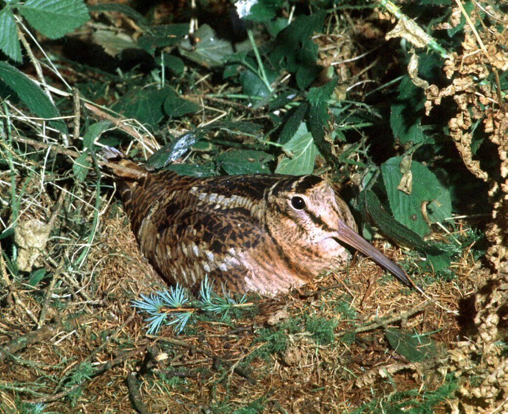 Woodcock on nest. Picture: James O'Neill/Birdwatch Ireland Woodcock on nest. Picture: James O'Neill/Birdwatch Ireland