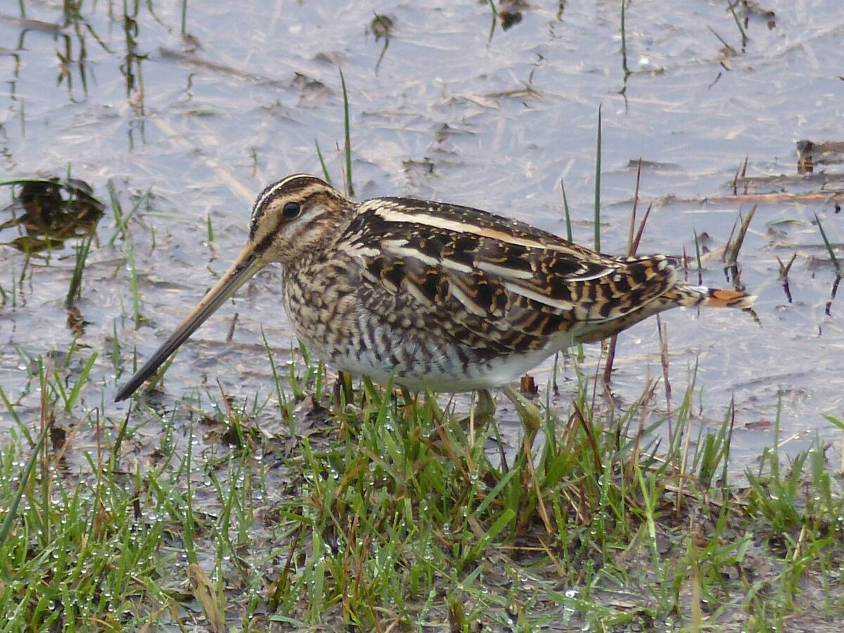 Snipe. Picture: Paul White/BirdWatch Ireland Snipe. Picture: Paul White/BirdWatch Ireland