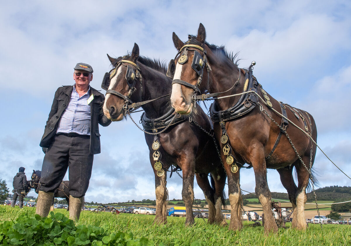 Killian Lydon leading his horses Danny and Fred prior to the senior horse plough class on the second day of the National Ploughing Championships at Ratheniska, Co Laois. Picture: Dan Linehan