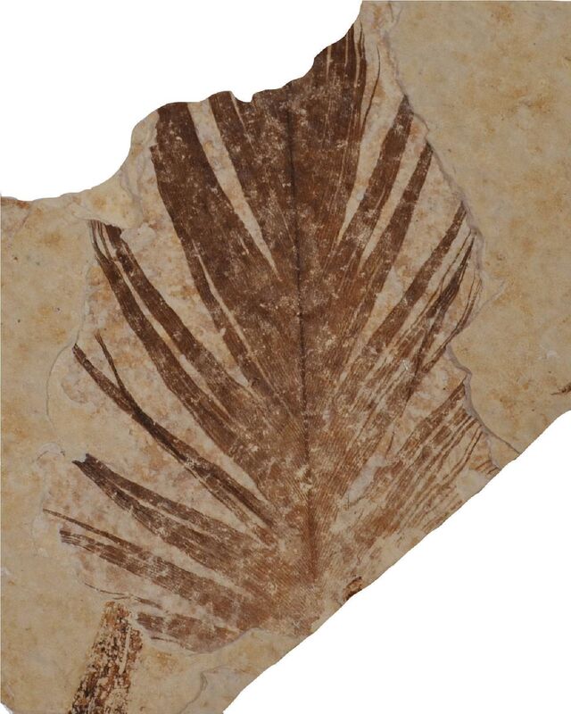 Isolated fossil feather from the Green River Formation (ca. 50 million years old, USA). Specimen held in the Yale University Peabody Museum of Natural History. Scale bar indicates 100 mm. Pic Dr Tiffany Slater.