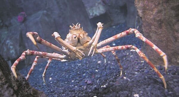 Japanese spider crab. Japanese spider crab.