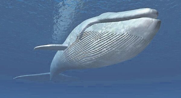 The blue whale is the largest animal to have ever existed The blue whale is the largest animal to have ever existed