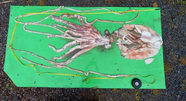 Giants from the ocean floor