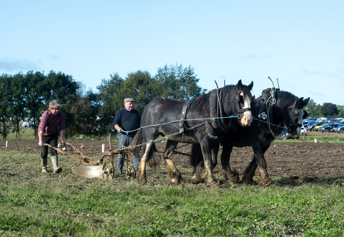 Barry North and John Kelly walk their horses during the National Ploughing Championships at Ratheniska. Picture: Dan Linehan
