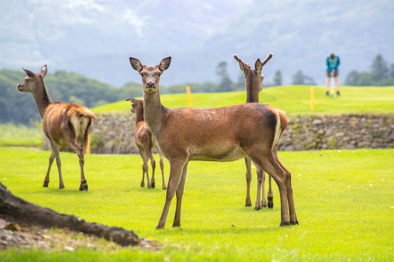 Japanese sika deer are common in Killarney National Park. Picture: Don MacMonagle