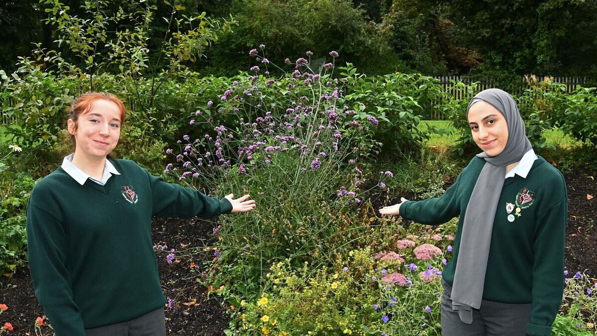 See the city-centre green space planted in the heart of Cork - Vimarsana News