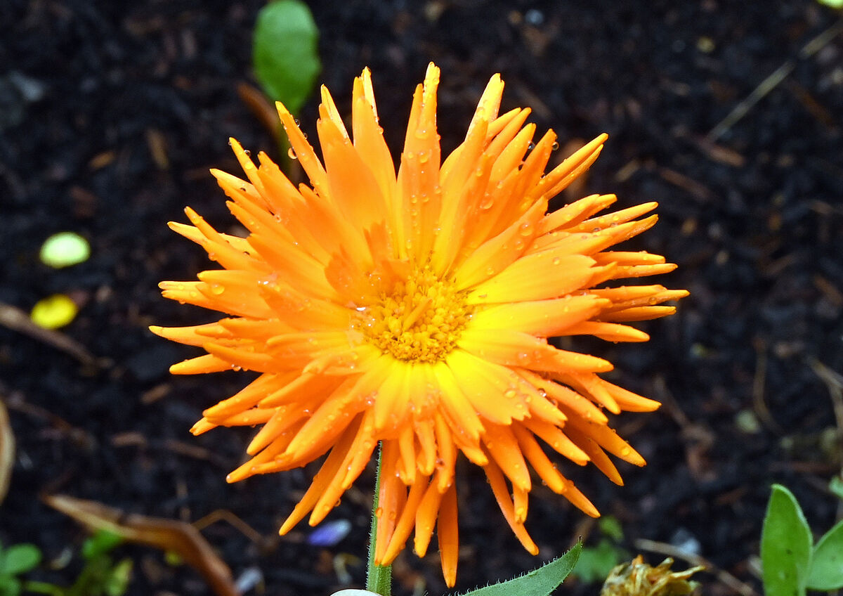 A calendula flower growing in the sensory garden.