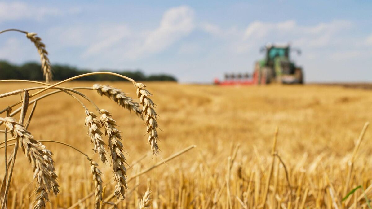 'Exceptional aid' urged for tillage sector as further contraction feared - Vimarsana News