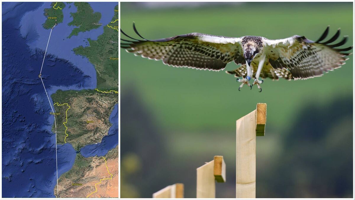 From Dungarvan to Africa — one of the Osprey chicks released here has arrived in Morocco - Vimarsana News