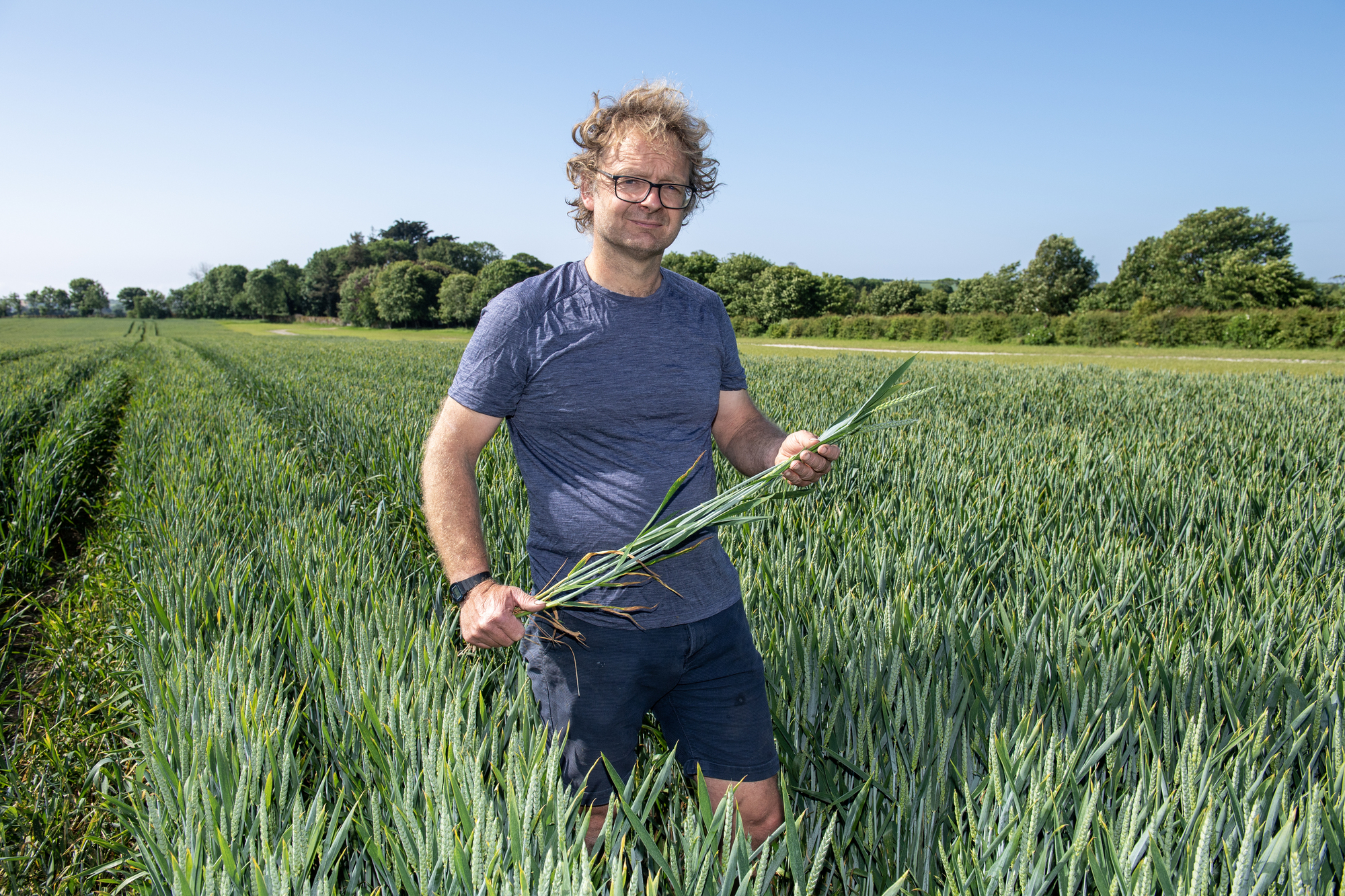 Rye not? Darren weighs up the results of his cereals trials at Ballymaloe Farm