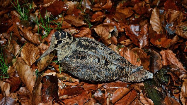 <p>One letter writer said the suggestion that hunters “throw away after shooting” woodcock, or any other species for that matter, is complete misinformation. Picture: James O'Neill / BirdWatch Ireland </p>