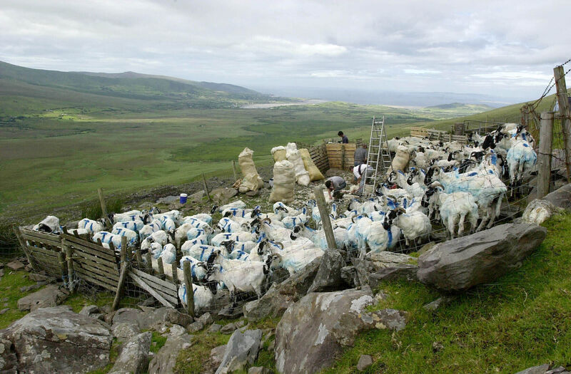 Sheep shearing on the side of the Connor Pass in 2006, with the Owenmore in the background. Pic Dominick Walsh Sheep shearing on the side of the Connor Pass in 2006, with the Owenmore in the background. Pic Dominick Walsh