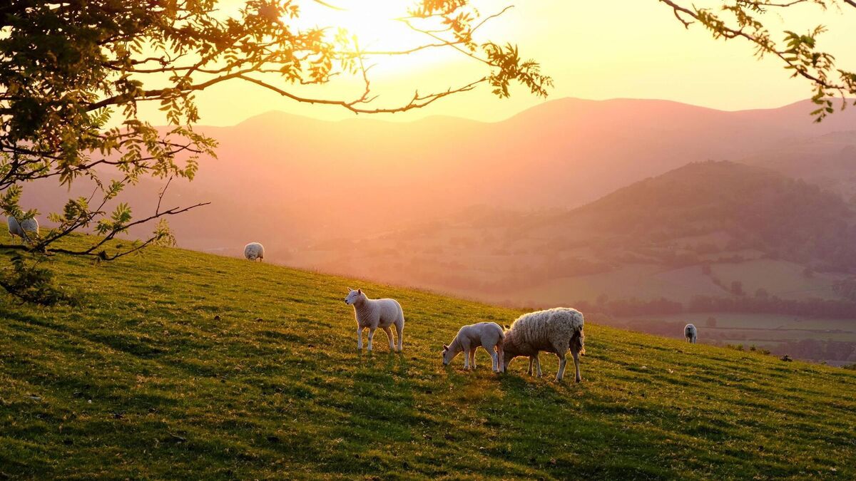 Sheep farmers 'frustrated' as they urge Goverment to use Brexit fund to support the sector - Vimarsana News