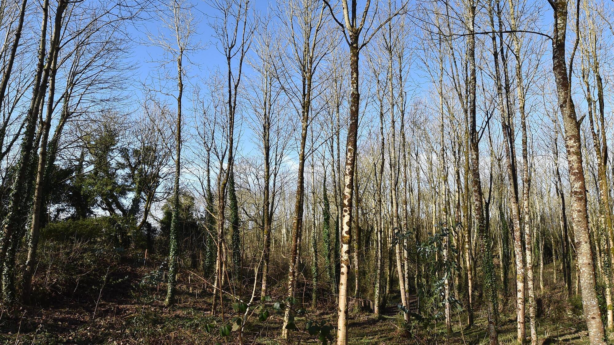 Allocation urged in this year's budget to address ash dieback 'once and for all'