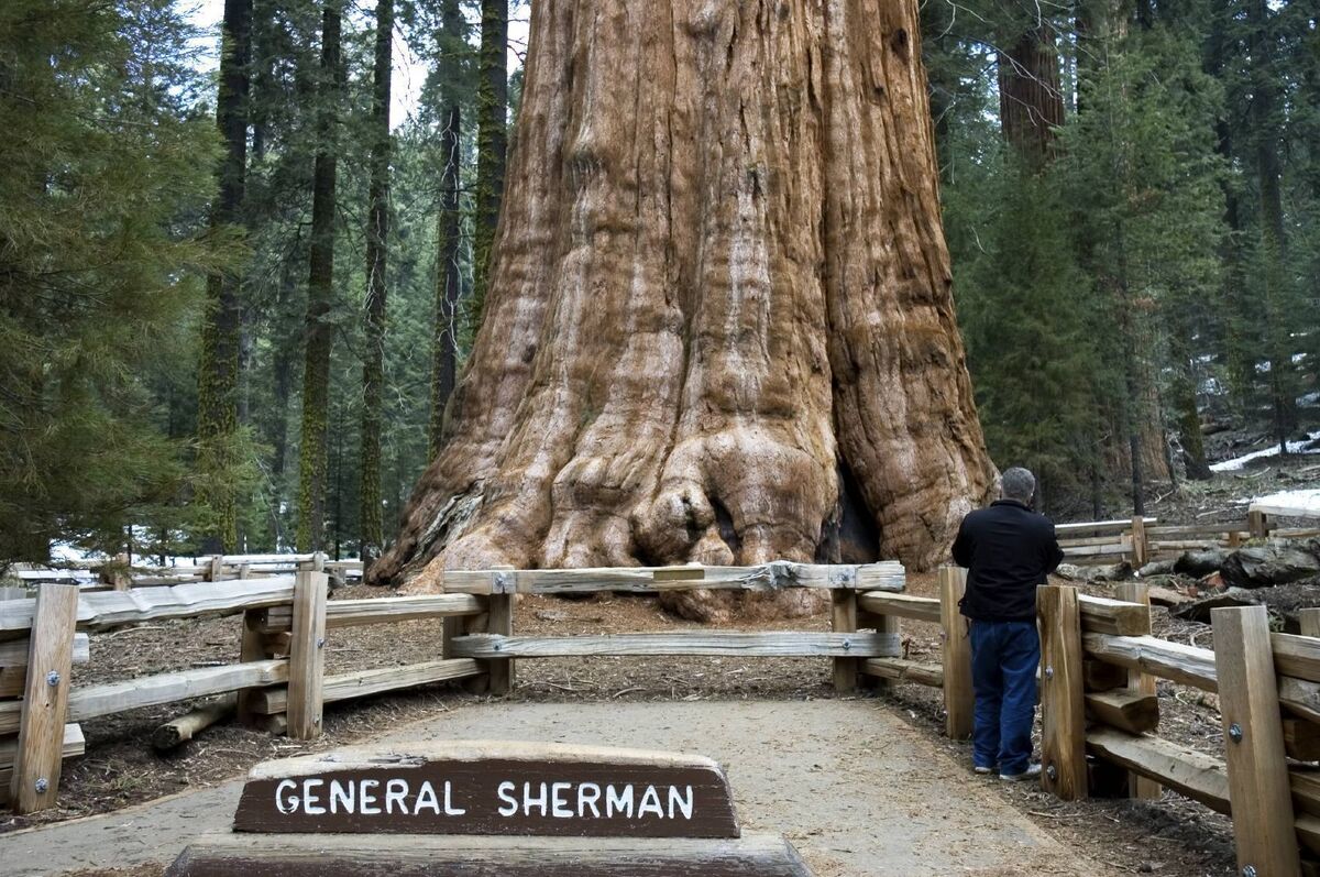 The General Sherman Tree, world's largest living tree, in Sequoia National Park, California, USA. The base is 40ft diameter. Picture: iStockphoto