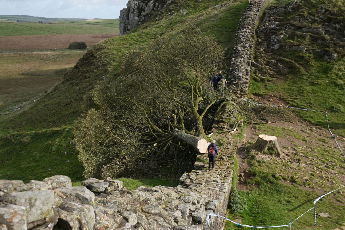 The felled Sycamore Gap tree, on Hadrian's Wall in Northumberland, England. Picture: Owen Humphreys/PA Wire