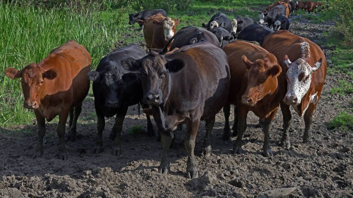 Getting your herd prepared for a long and wet autumn - Vimarsana News