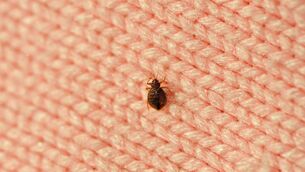 <p>What can I do if I have a bedbug infestation? Picture: iStock</p>