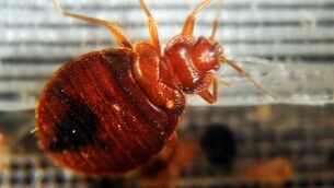 <p>Bedbugs are so named due to their habit of nesting in mattresses, though they can also live in furniture, curtains, and luggage. File Picture: Jewel Samad/AFP/Getty Images)</p>