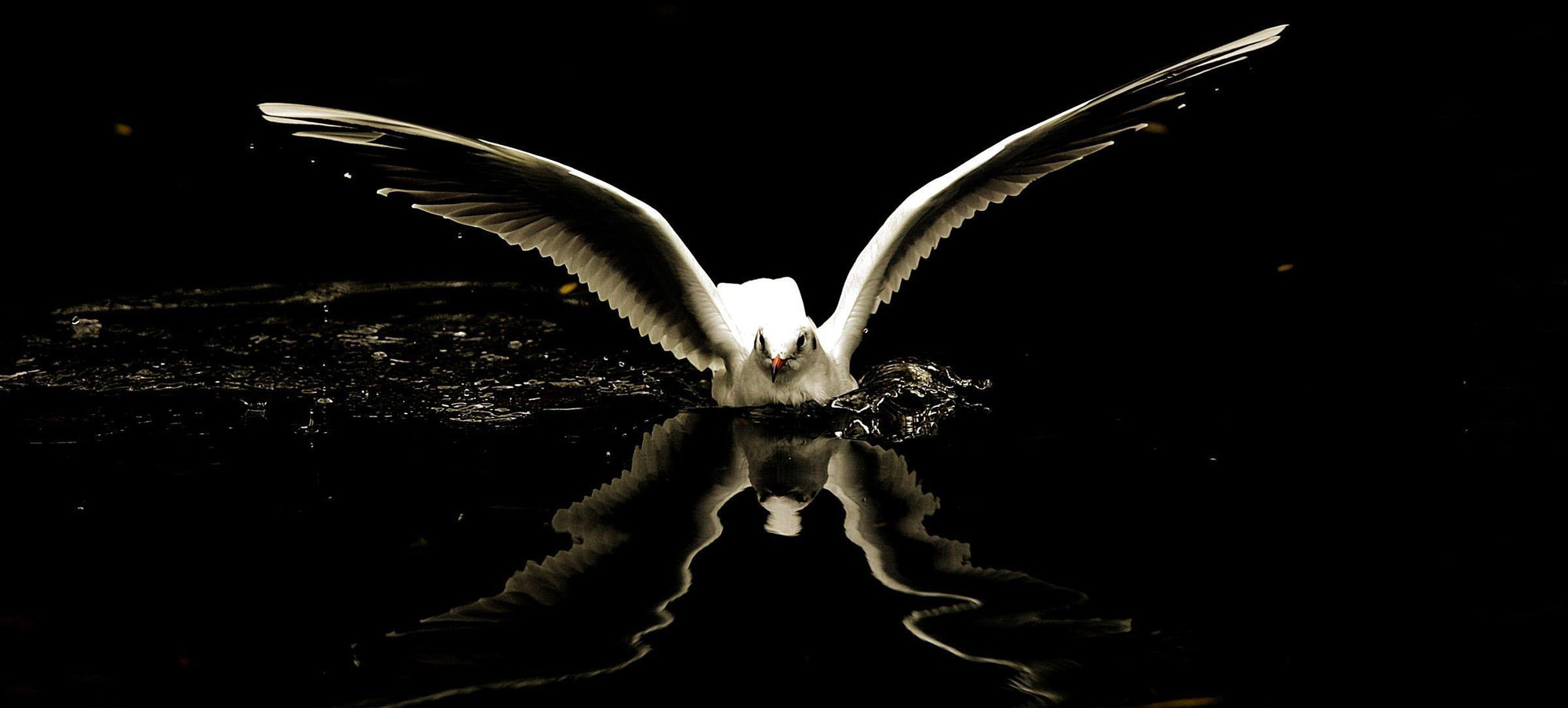Workman who cut his hand while fleeing from seagulls settles damages claim