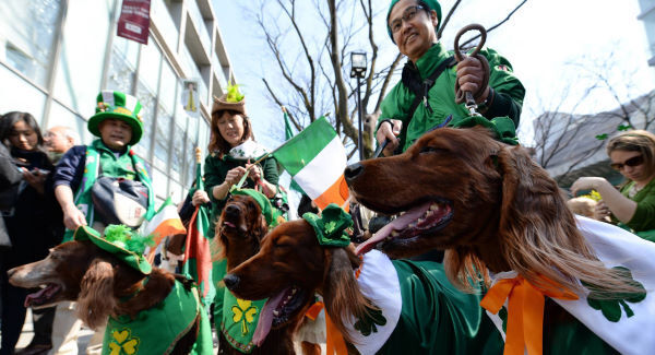 Red-list setters - Irish dog breeds in decline