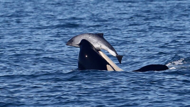 Southern Resident killer whale holding in its mouth a harbor porpoise calf. Picture: Mark Malleson, taken under DFO permit MML-001 Southern Resident killer whale holding in its mouth a harbor porpoise calf. Picture: Mark Malleson, taken under DFO permit MML-001