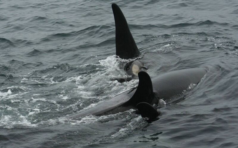 Killer whales cradling a neonate Dall's porpoise, which eventually swam away towards its mother. Picture: Andrew Lees Killer whales cradling a neonate Dall's porpoise, which eventually swam away towards its mother. Picture: Andrew Lees