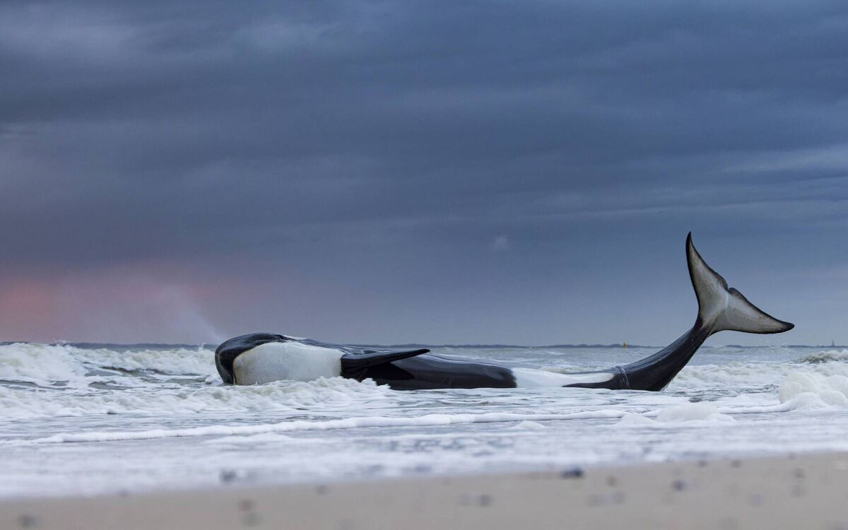  Last gasp, by Lennart Verheuvel, the Netherlands (winner, Oceans)