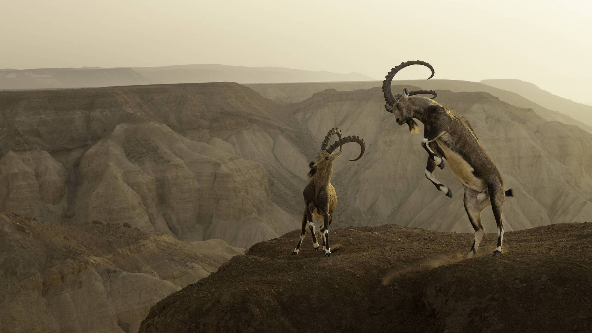 Wildlife Photographer of the Year 2023: Ten incredible images and the stories behind them 