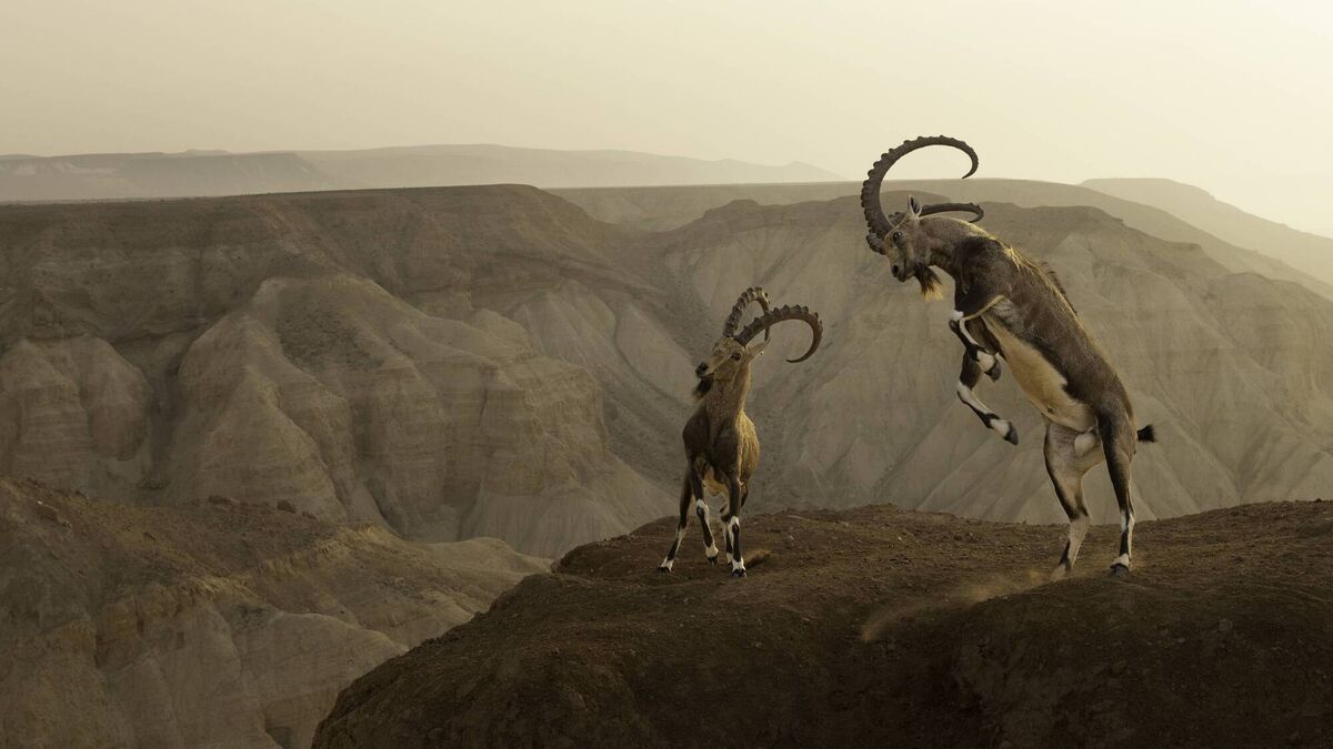 Wildlife Photographer of the Year: Ten of the 2023 winners - Vimarsana News