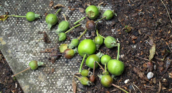 The ‘June drop’ allows a tree to regulate its fruit