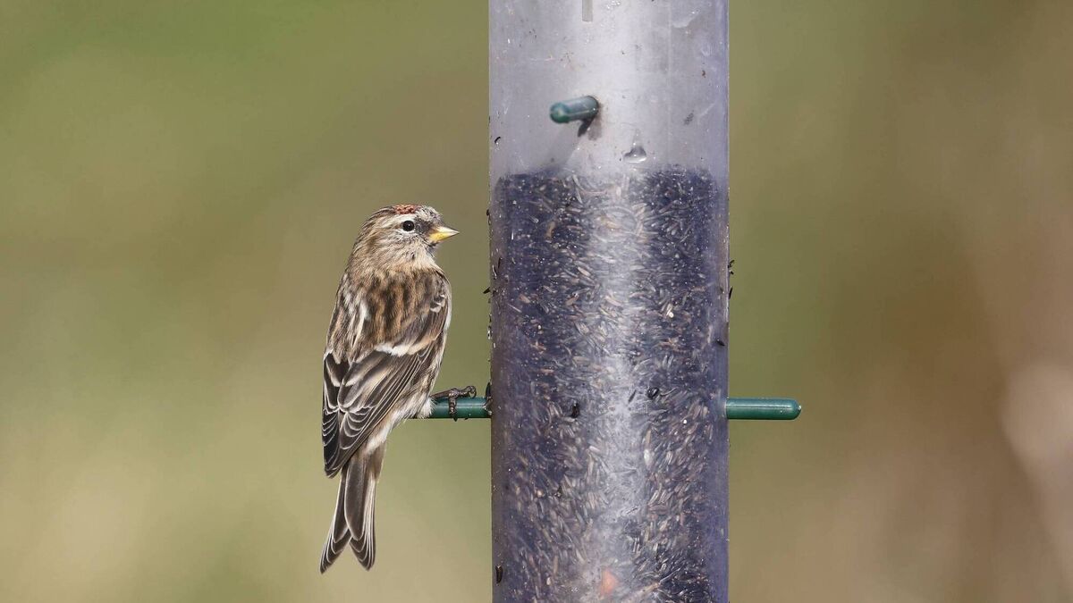 Feed the birds: Ensure your garden is the pick of the perches - Vimarsana News
