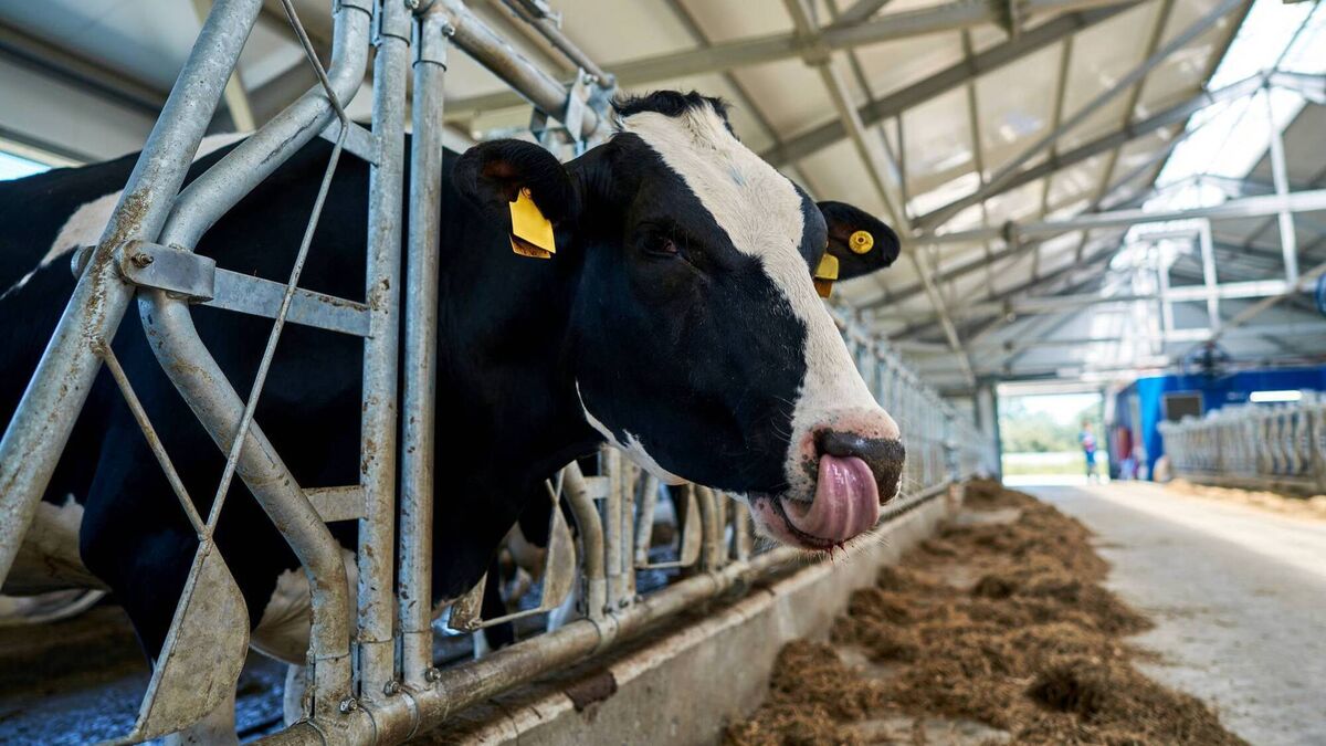 Herd Management: The secret to keeping cows performing in late lactation - Vimarsana News