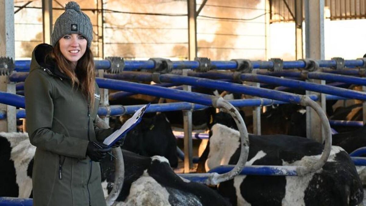 Vet on the Moove: Creating our own dry cow "Spa Shed" - Vimarsana News