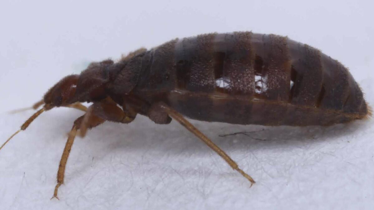 Irish rugby fans warned of bedbug risk in Paris ahead of New Zealand clash - Vimarsana News