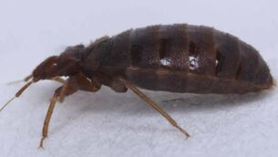 <p>The French government has been forced to step in to calm a nation increasingly anxious about bedbugs. Picture: AP</p>